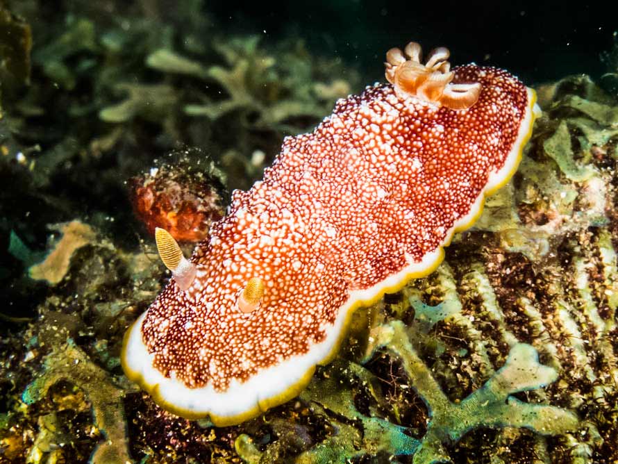 Goniobranchus reticulatus